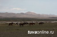 Not to allow cross-border drift of diseases of animals to Tuva
