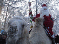 Тувинский Дед Мороз приехал на верблюде. Фото газеты Центр Азии