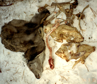 Жертвы браконьеров: кабарга, скелет соболя, черепа медведя и кабана. Фото Сергея Чумакова