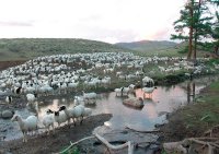 Барунхемчикские животноводы ставят задачу - нагулять скот