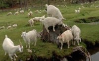 На дальневосточной выставке племенного животноводства тувинские козы признаны лучшими
