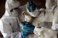 В крови птиц на озере Убсу-Нур (Тува) обнаружен "птичий" рынок