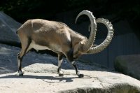 Census of arkhars (mountain goat) is being taken in Tuva