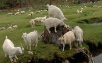 Тувинских коз "позолотили" на выставке в Чите