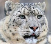 The disappearing snow leopard was photographed in Tuva