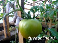 В горной Монгун-Тайге (Тува) получают первый урожай помидоров