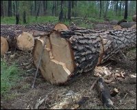 В Туве возбуждено девять уголовных дел по незаконной вырубке леса