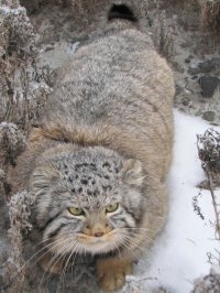 A Manul cat injured by a hawk was healed and released in Tuva