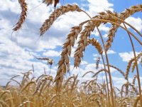 Средняя урожайность зерновых в Туве составила 10,1 ц/га