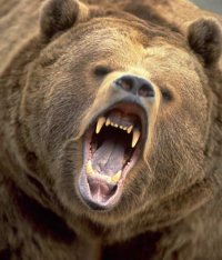 Bear which wandered into the Tuvan Capital was rabid
