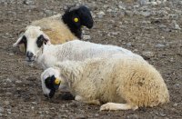 Тувинская порода овец зарегистрирована федеральной госкомиссией
