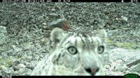 Three snow leopards, a lynx and mountain goats caught by photo-trap in Tuva