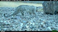 Three snow leopards, a lynx and mountain goats caught by photo-trap in Tuva