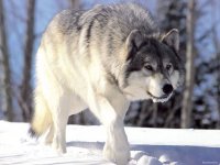 Tuva declared war on wolves