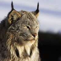 A lynx attacked a sheep barn in Tuva. 76 sheep perished