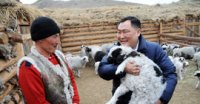 В Туве в хозяйстве чабана-тысячника появилась новая порода многоплодных овец