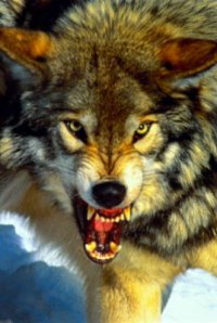 Тувинские охотники с начала года добыли более 230 волков