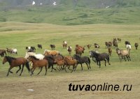 Развитие коневодства в Туве станет одним из сельхозприоритетов