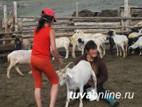 Тувинские козы получили рекомендацию в российский реестр селекционных достижений
