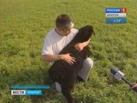 Иркутский фермер планирует закупать племенных овец из Тувы