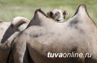 Кызылский район Тувы планирует разводить верблюдов