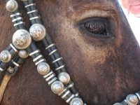 В Туве оперативно задержаны скотокрады, угнавшие 6 лошадей