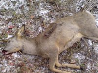 Trial of a poacher in Tuva