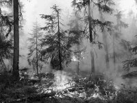 В Туве ликвидирован крупный лесной пожар