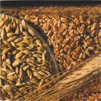 В Туве в этом году урожай местной пшеницы "Чагытай" собирают на 4-х участках