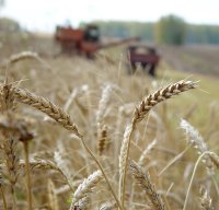 В Туве студенты сельхозтехникума помогают отстающим хозяйствам убрать урожай зерновых