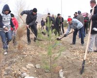 Зеленая зона Кызыла в субботу прирастет 1300 деревьями и кустарниками