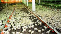 Тувинская птицефабрика в 2012 году планирует произвести 700 тонн мяса птицы и получить более 6 млн яиц