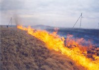 В Туве энергетики заменяют опоры, сгоревшие в результате отжига травы