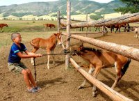 В Туве в рамках федеральной программы поддержат 16 начинающих фермеров