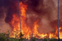 Рослесхоз не выявил нарушений в организации работы десантников, погибших при тушении пожара в Туве