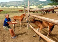 В Туве 9 молодых фермеров и 4 крестьянских хозяйства получат солидную государственную поддержк