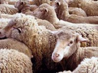 Поголовье овец и коз в 2011 году в России увеличилось на 5,1%