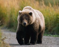 Медвежья "стая" движется из Тувы - в направлении юга Кузбасса