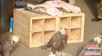 Тува. Освобожденные соколы-балобаны выпущены на волю. Часть птиц не смогла взлететь