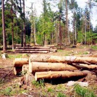 В Туве за 9 месяцев выявлено 76 фактов незаконной рубки леса
