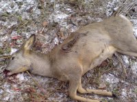 В Туве за охоту на косуль в заказнике осужден браконьер