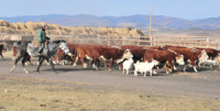 В Туве к программе развития мясного скотоводства подключаются крупные хозяйства