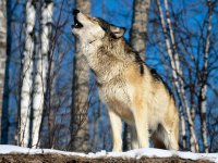 В Туве охотники в 2012 году уничтожили 581 волка