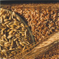 Пшеница "Чагытай" и ячмень "Арат" - для аграриев Тувы