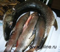 В Туве увеличены квоты на вылов рыбы