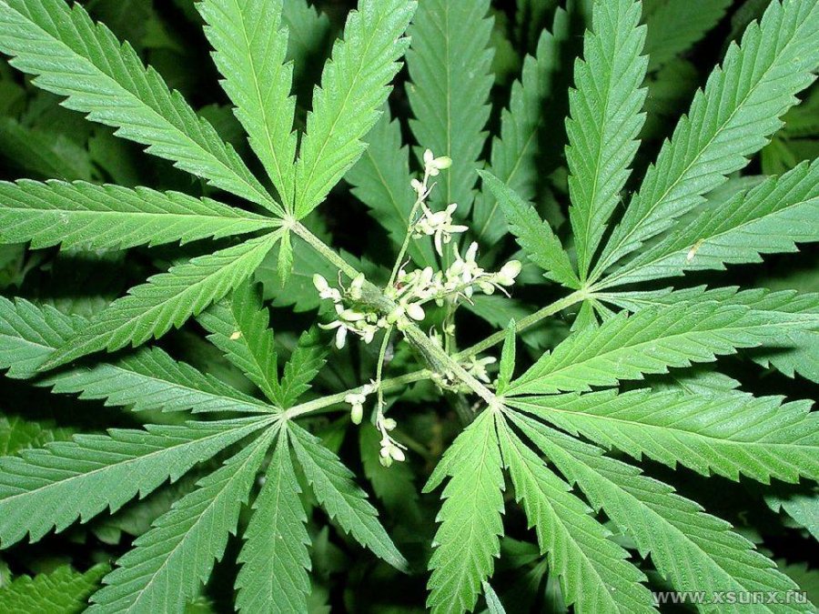 Растет ли конопля в краснодарском крае трип репорты марихуана