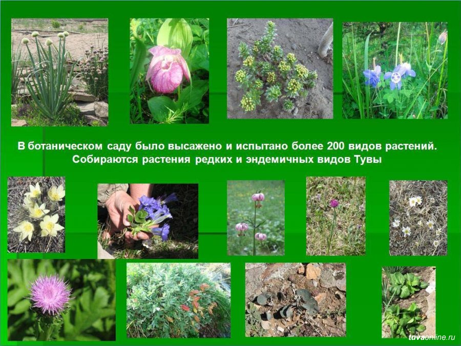 Лекарственные растения Тувы. Виды растений. Виды интродукции растений. Типы растительности Ботанические сады. 5 новых видов растений