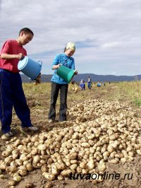 Средняя урожайность овощных культур на полях Тувы – от 110 до 227 ц/га