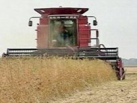 В Туве уборка зерновых вступает в завершающую стадию