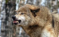 В Туве для борьбы с волками используют парапланы